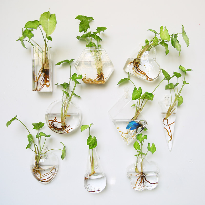กระถางต้นไม้แก้วแขวนผนัง - กระ - Self-Watering Planter บทวิจารณ์และราคา
