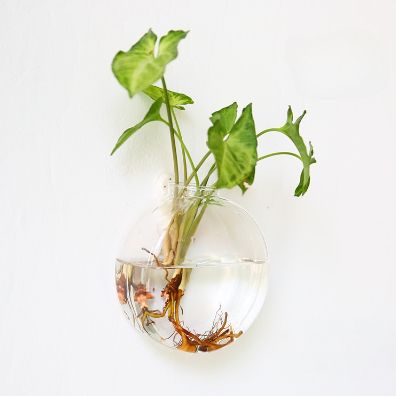 กระถางต้นไม้แก้วแขวนผนัง - กระ - Self-Watering Planter บทวิจารณ์และราคา
