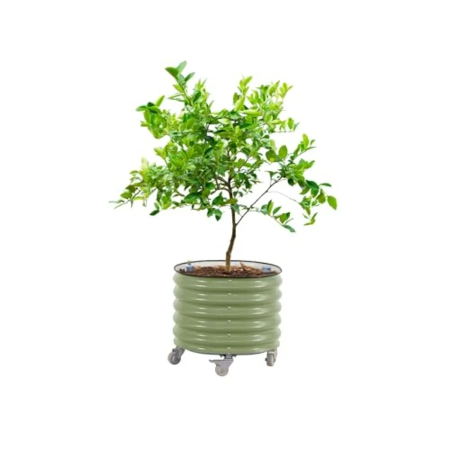 กระถางปลูกต้นไม้ทรงกลมแบบมีระบ - Self-Watering Planter บทวิจารณ์และราคา